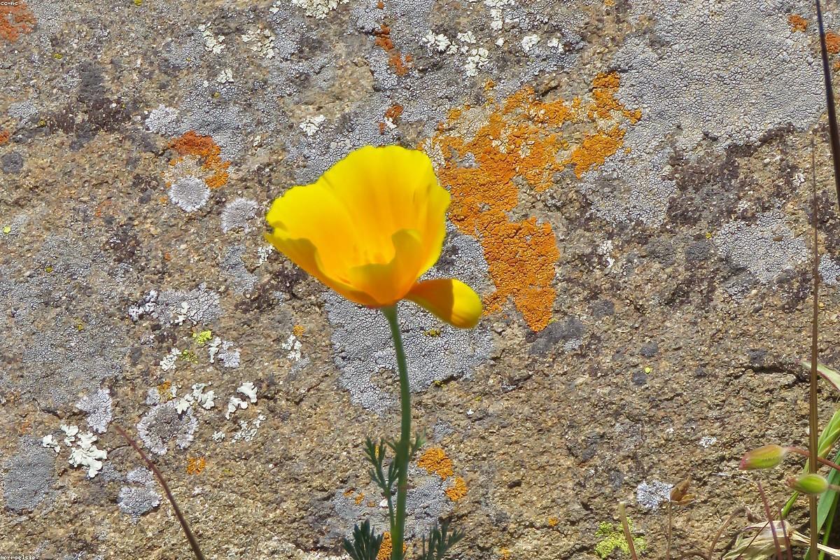 California Poppy in bloom