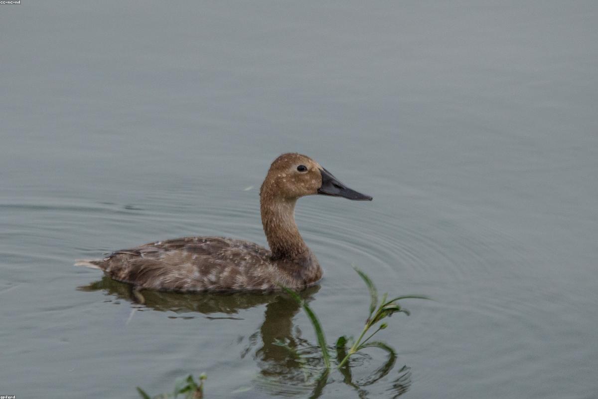 Canvasback calling from a reed stem