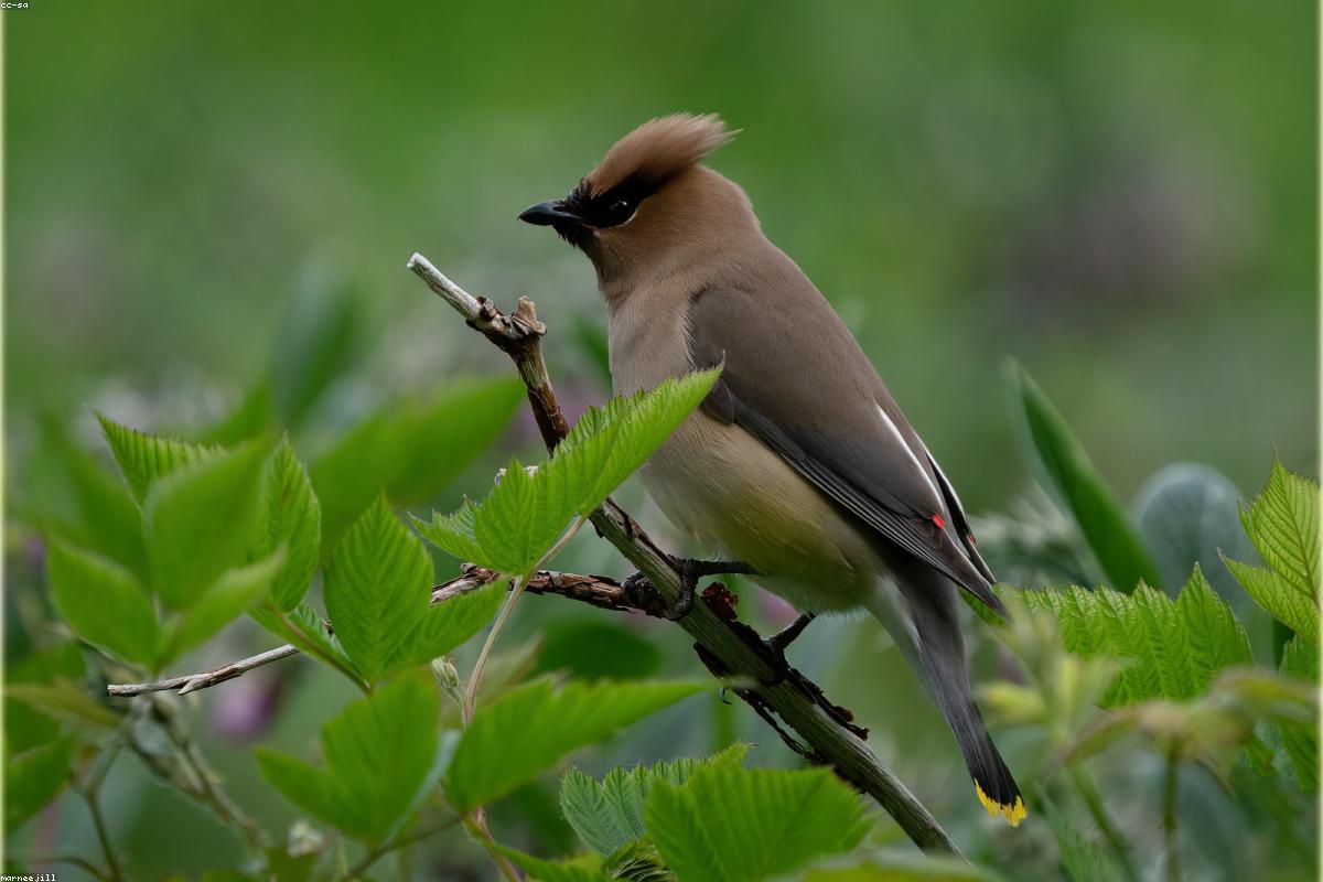 Cedar Waxwing