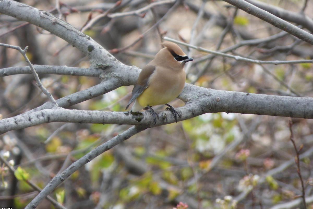 Adult Cedar Waxwing at close range