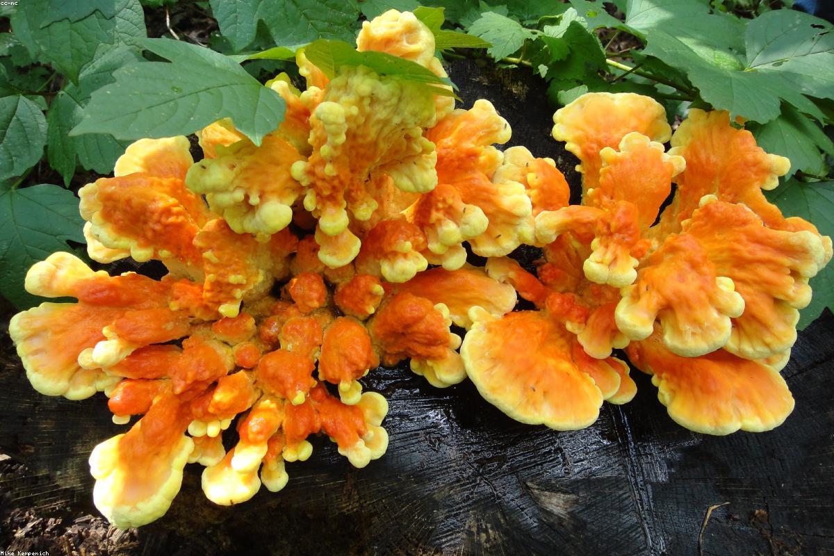 Chicken of the Woods