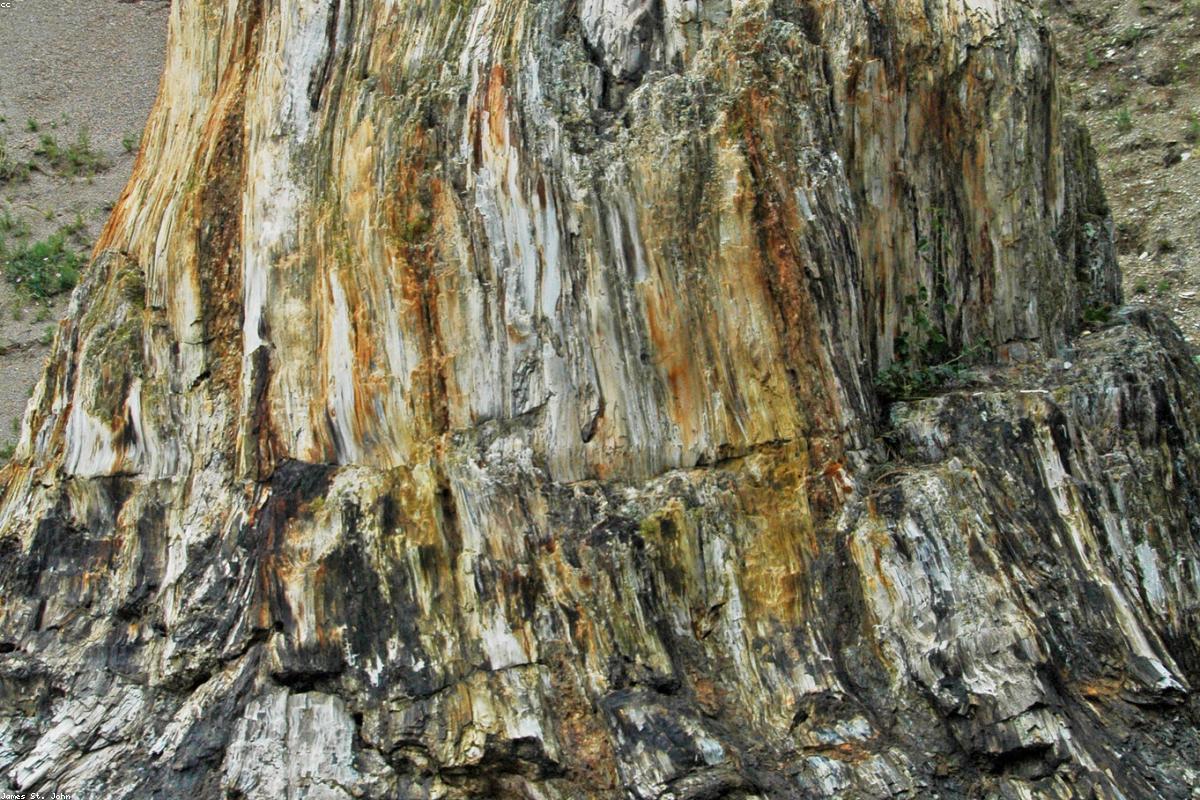 Coast Redwood