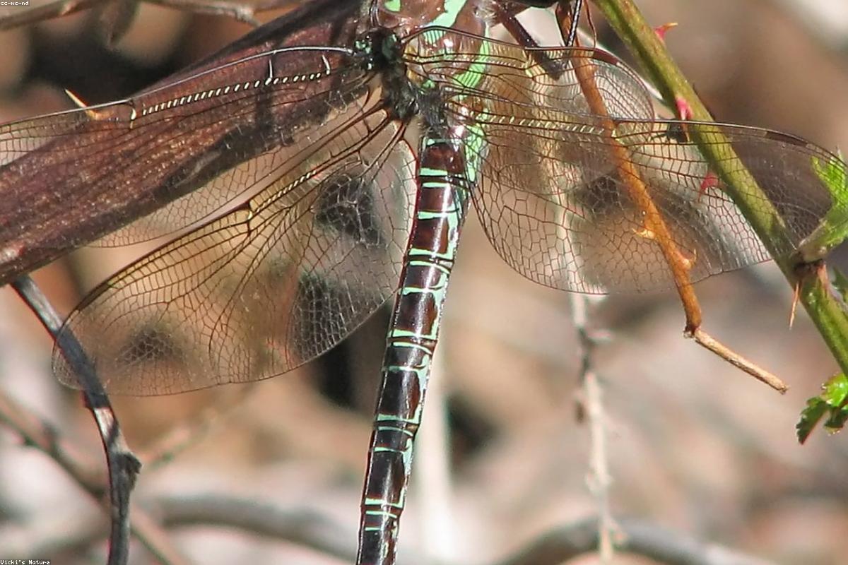 Common Green Darner