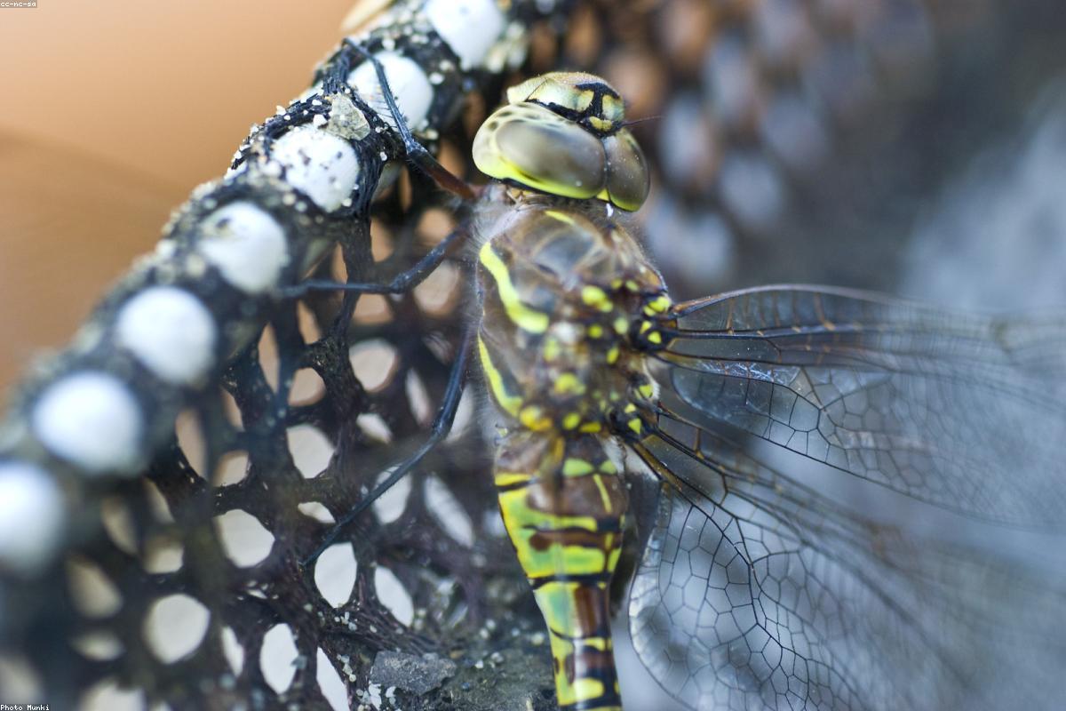 Common Green Darner on a goldenrod flower