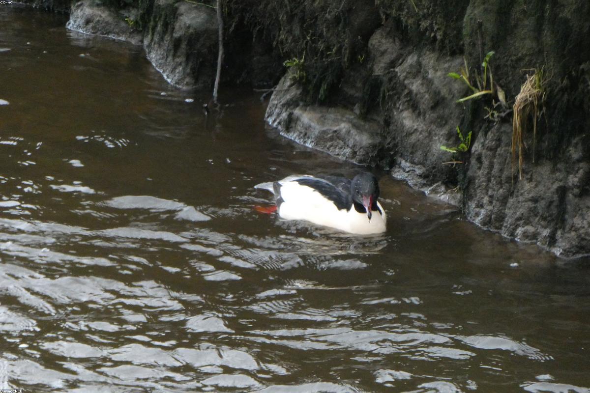 Common Merganser