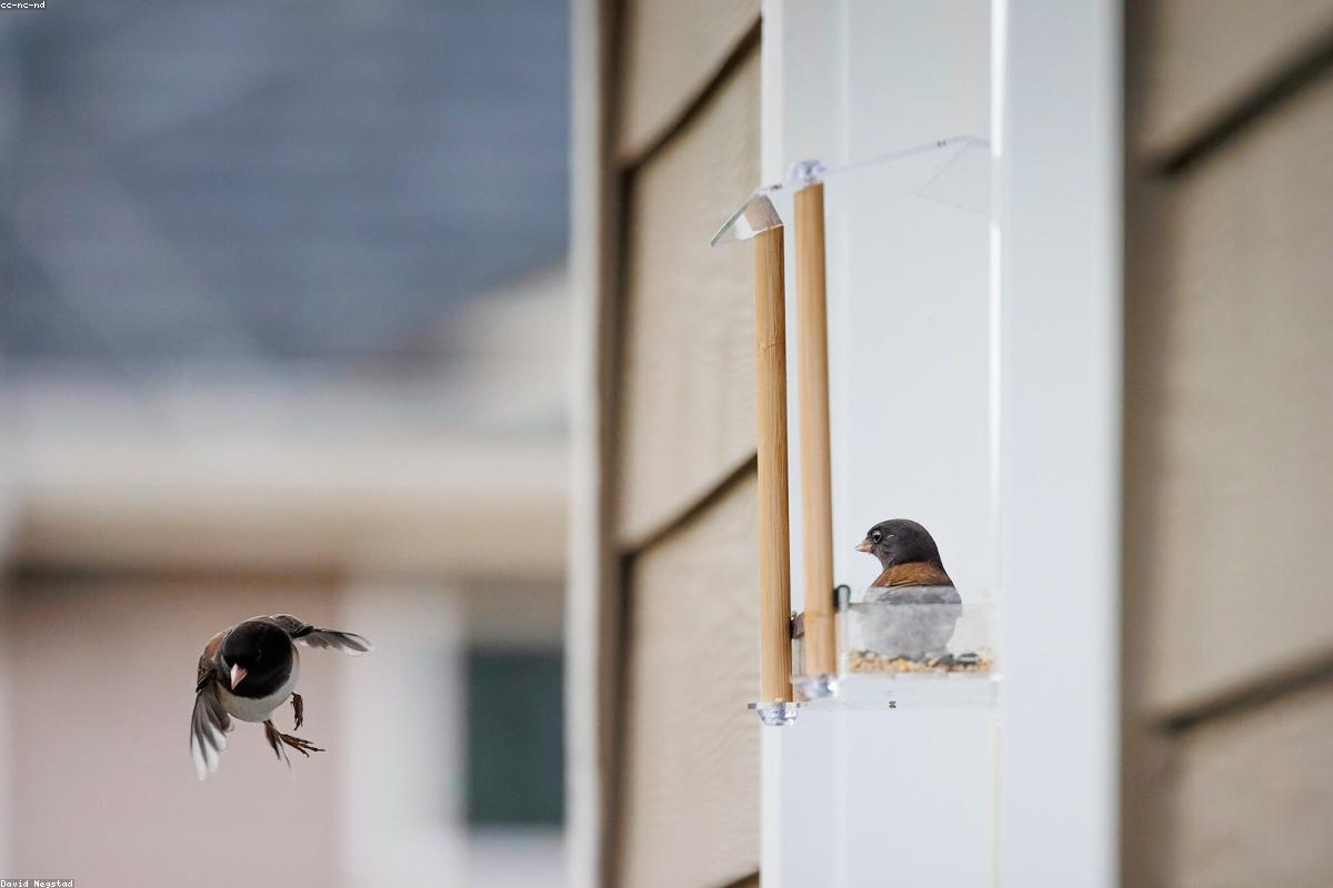 Dark-eyed Junco