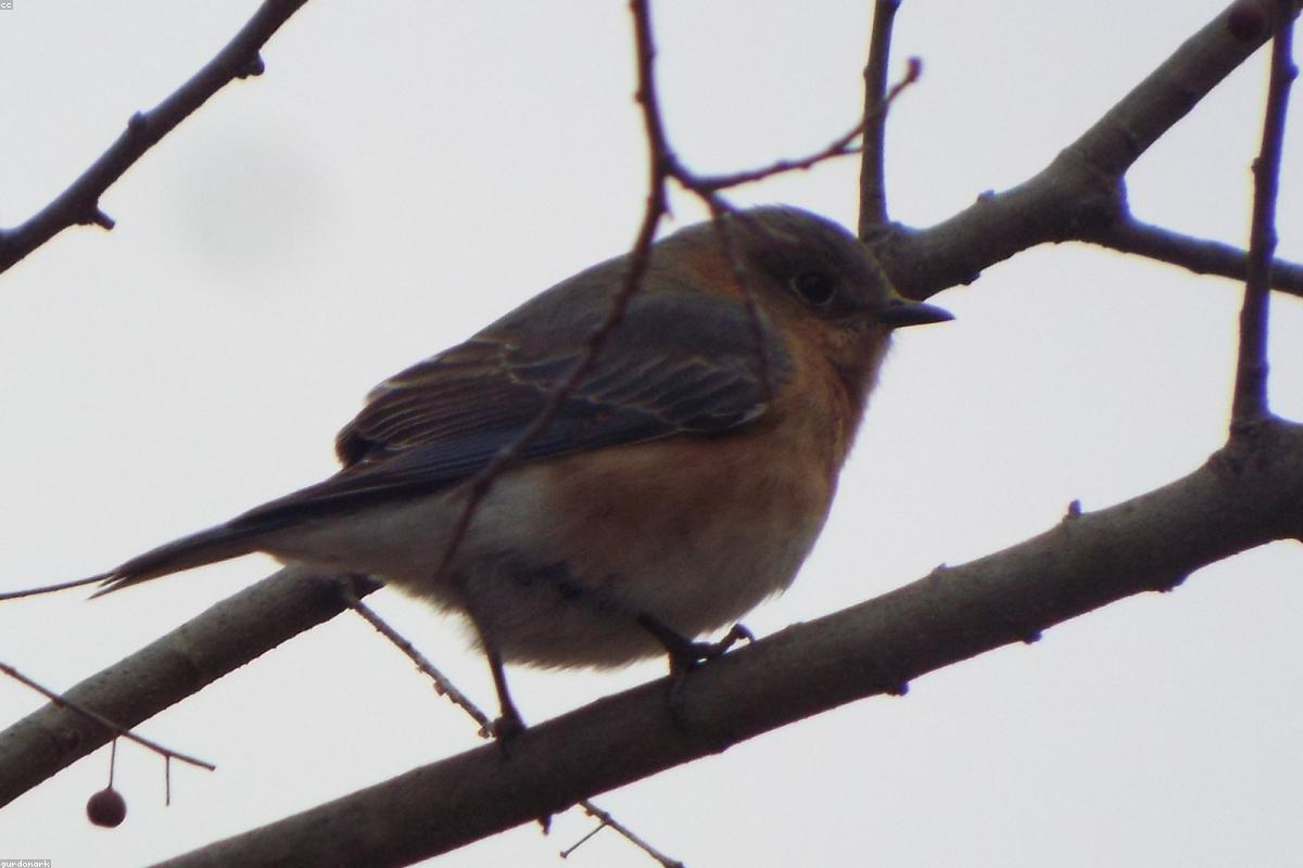 Eastern Bluebird