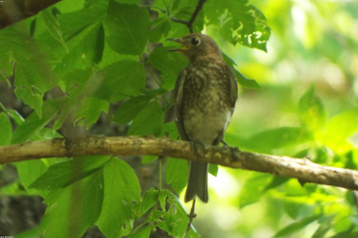 Eastern Bluebird preening on an open branch