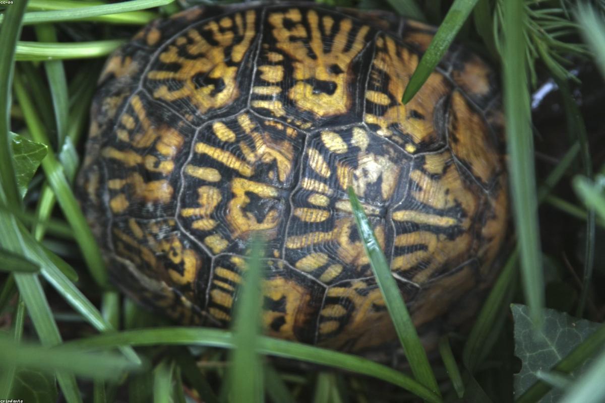 Eastern Box Turtle