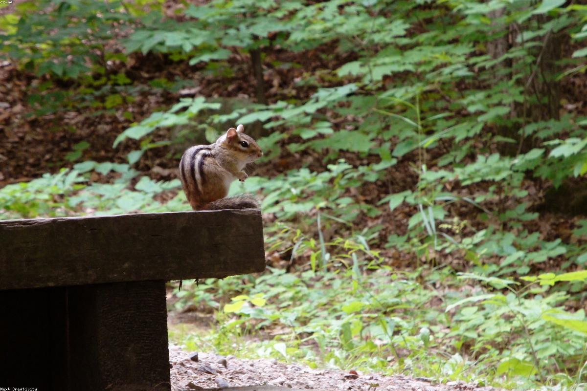 Eastern Chipmunk