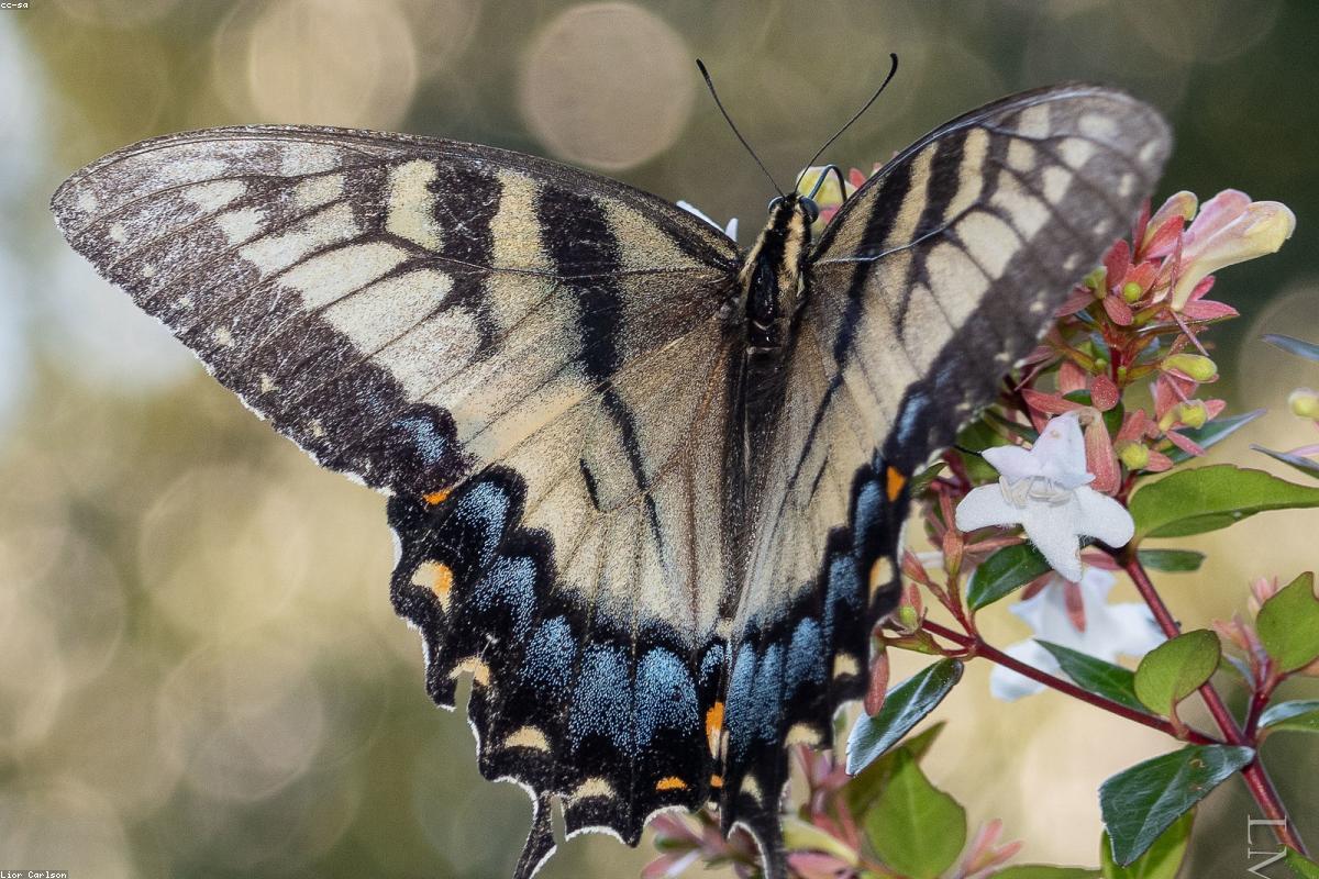 Eastern Tiger Swallowtail