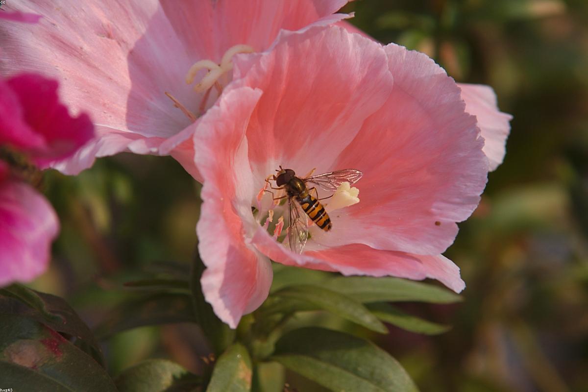 European Honey Bee