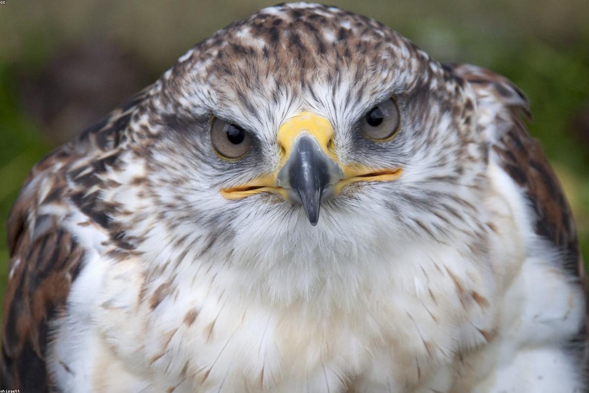 Ferruginous Hawk