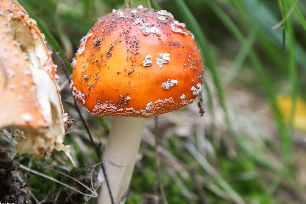 Fly Agaric