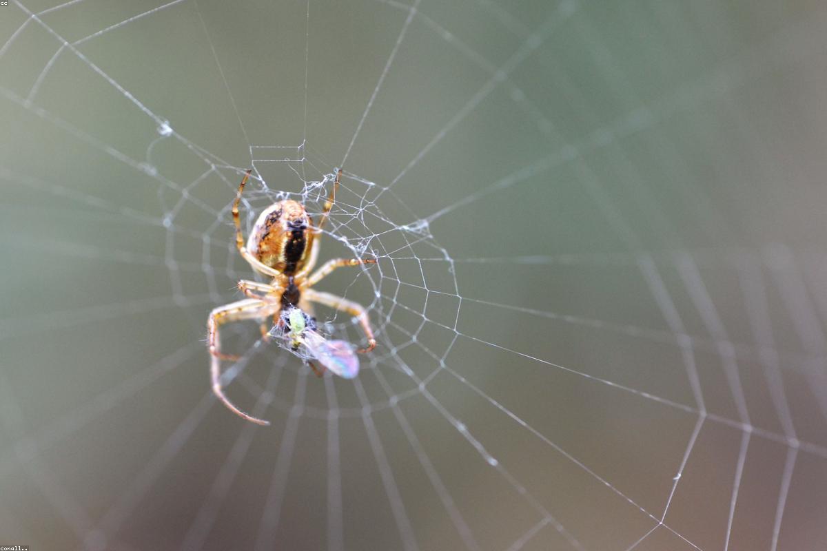 Garden Orb Weaver