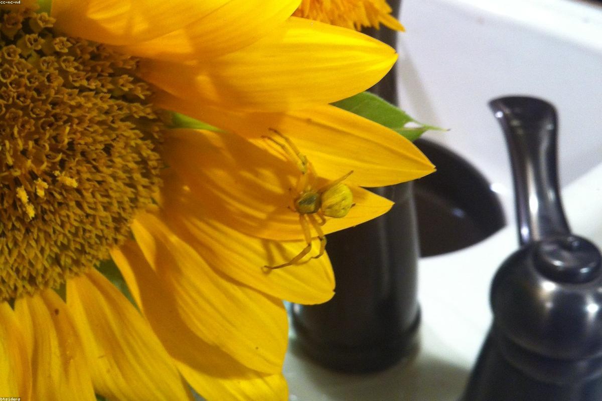 Goldenrod Crab Spider