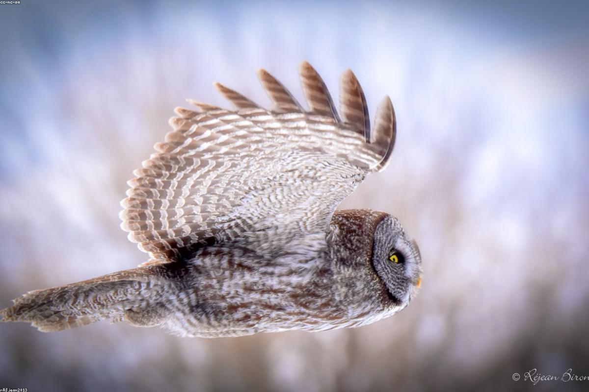 Great Gray Owl
