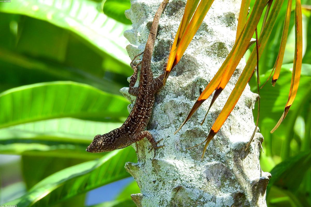Green Anole