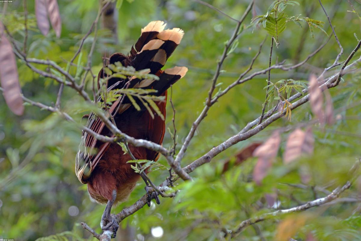 Hoatzin