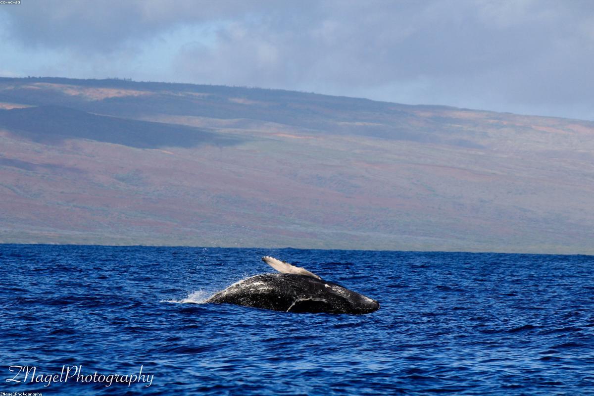 Humpback Whale
