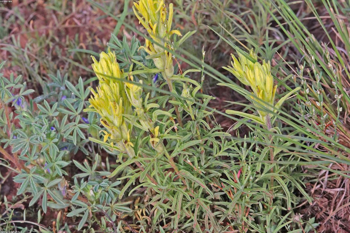 Indian Paintbrush