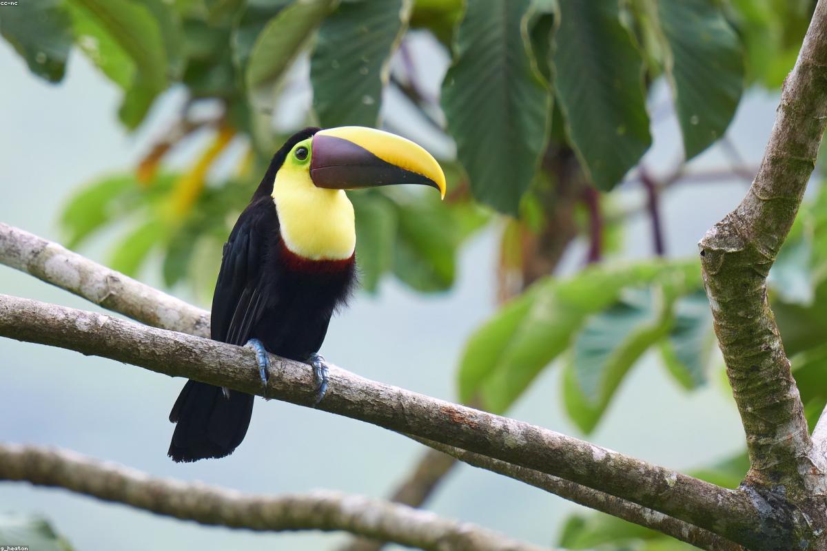 Keel-billed Toucan