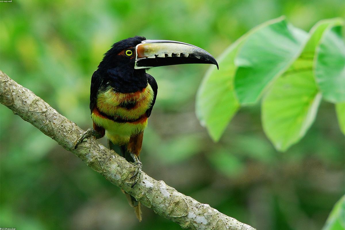 Keel-billed Toucan preening on an open branch