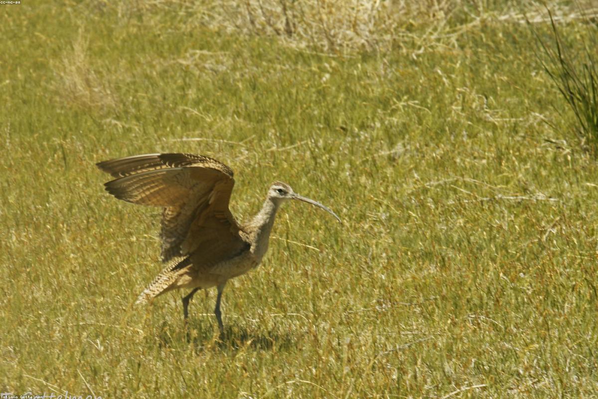 Long-billed Curlew