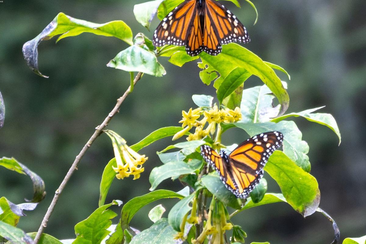 Close-up of Monarch Butterfly on a milkweed leaf