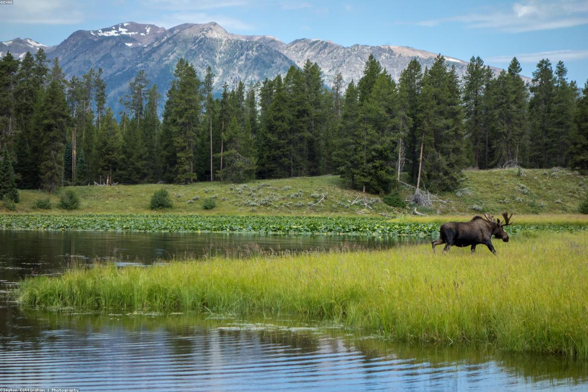Moose