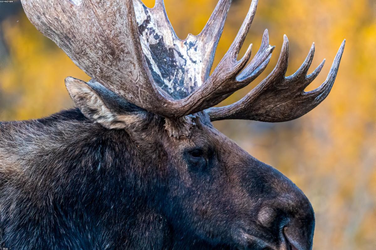 Moose crossing an open meadow
