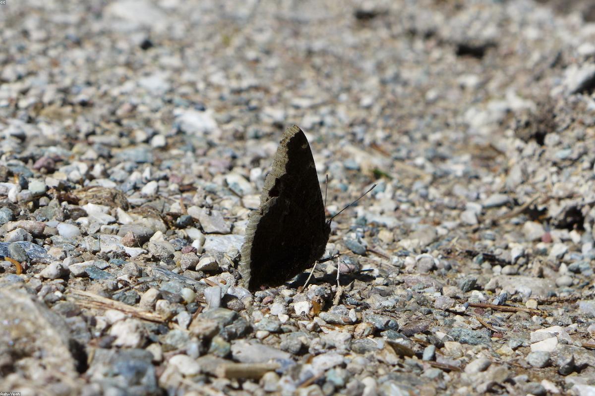 Mourning Cloak