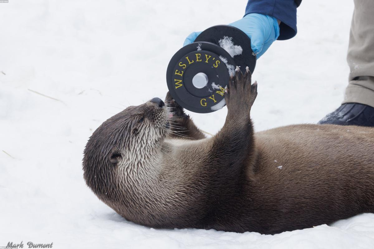 North American River Otter