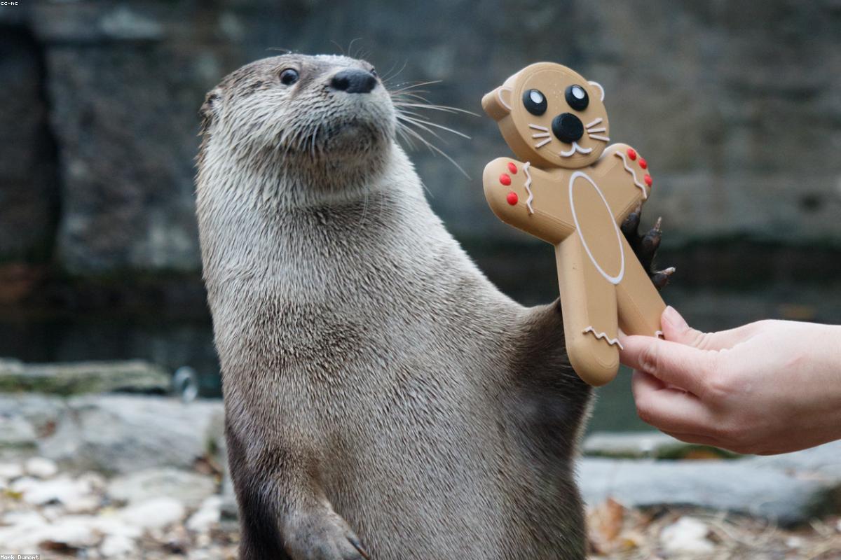 North American River Otter at a waterhole in side light