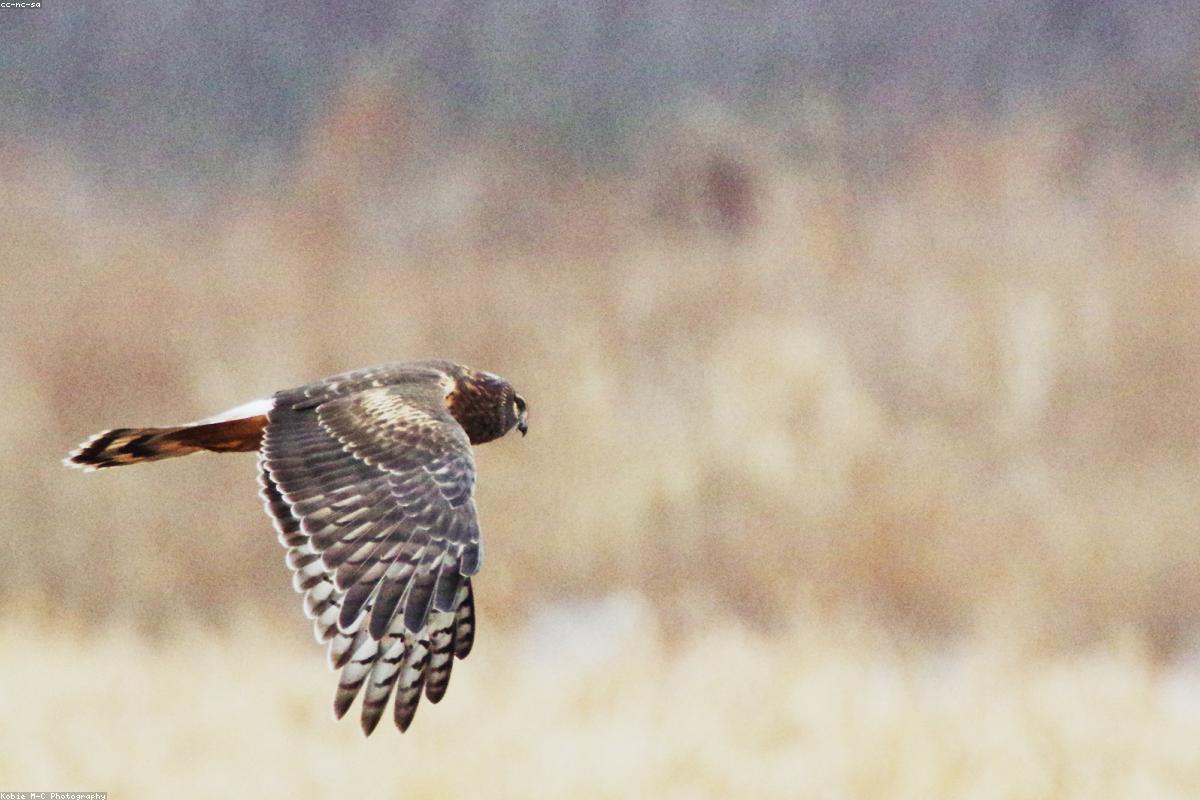 Northern Harrier
