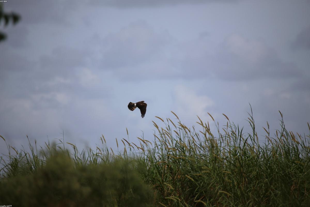 Northern Harrier hunting along a shoreline