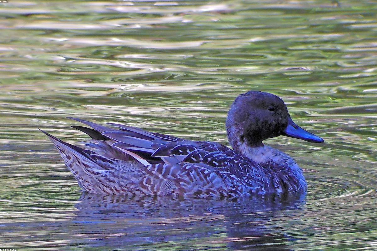 Northern Pintail