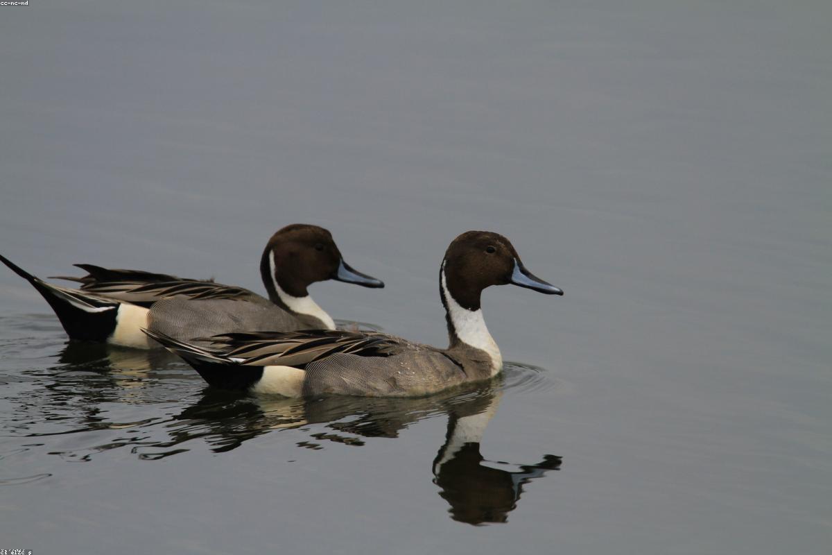 Northern Pintail in flight, banking low