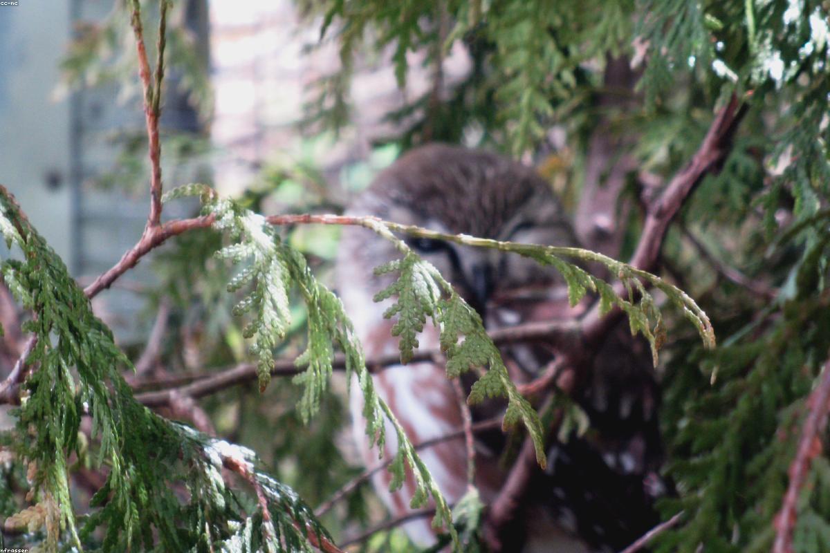 Northern Saw-whet Owl