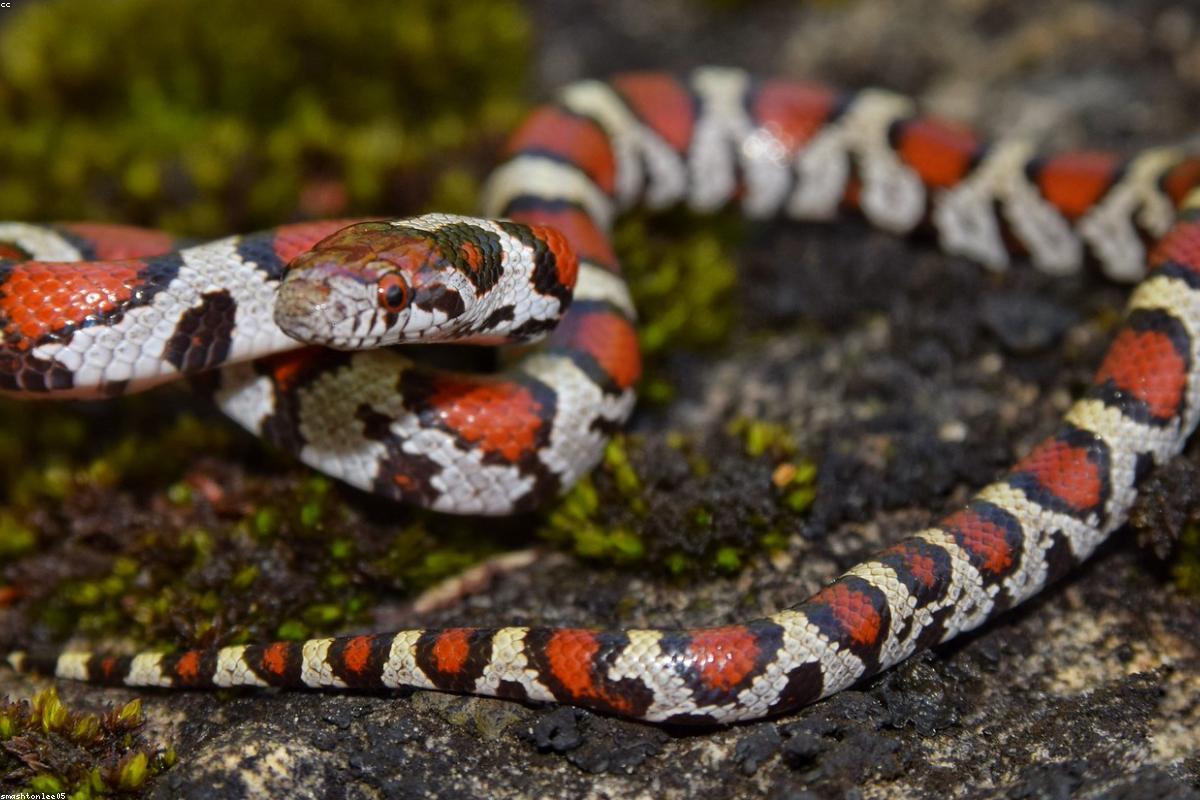 Northern Water Snake