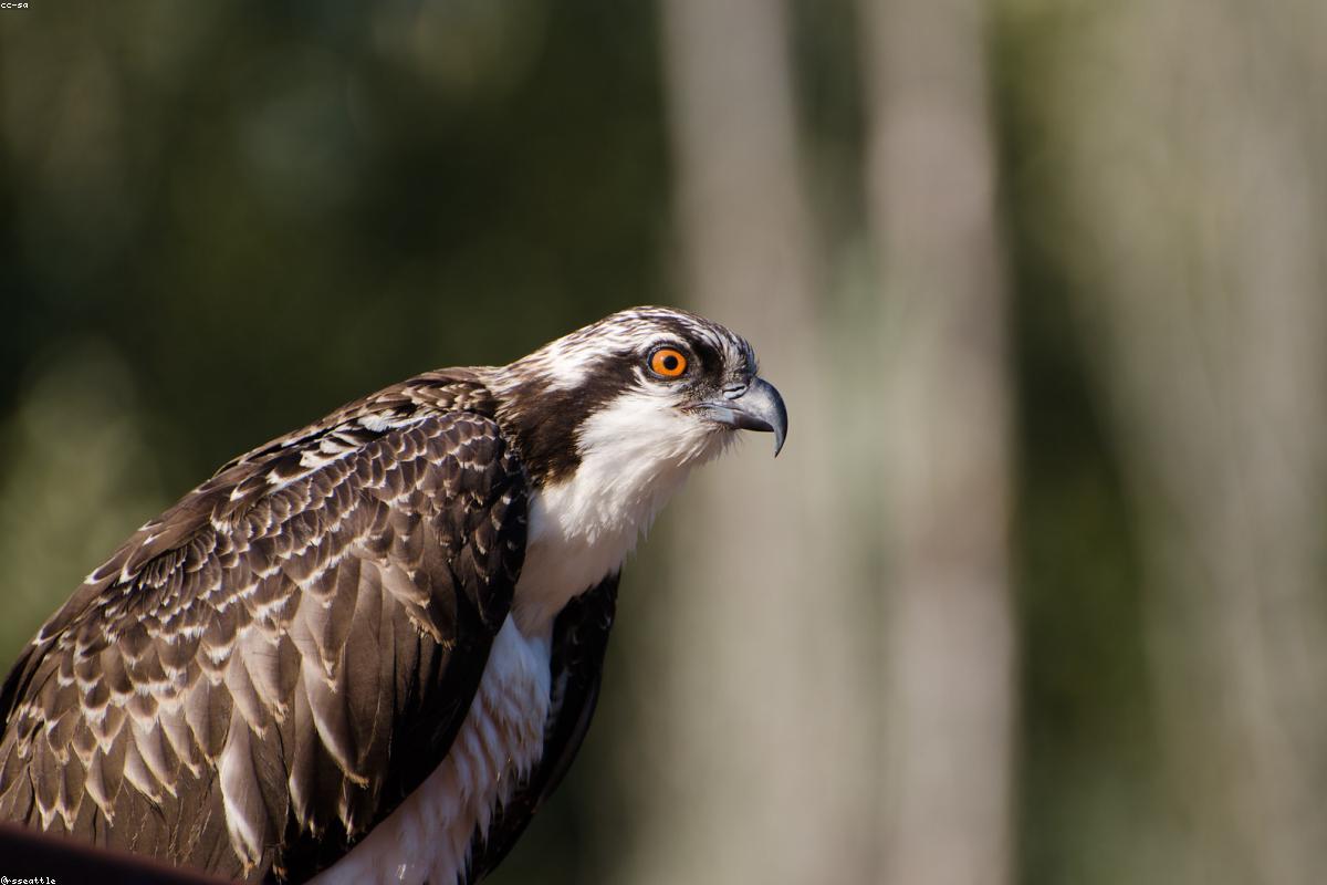 Osprey