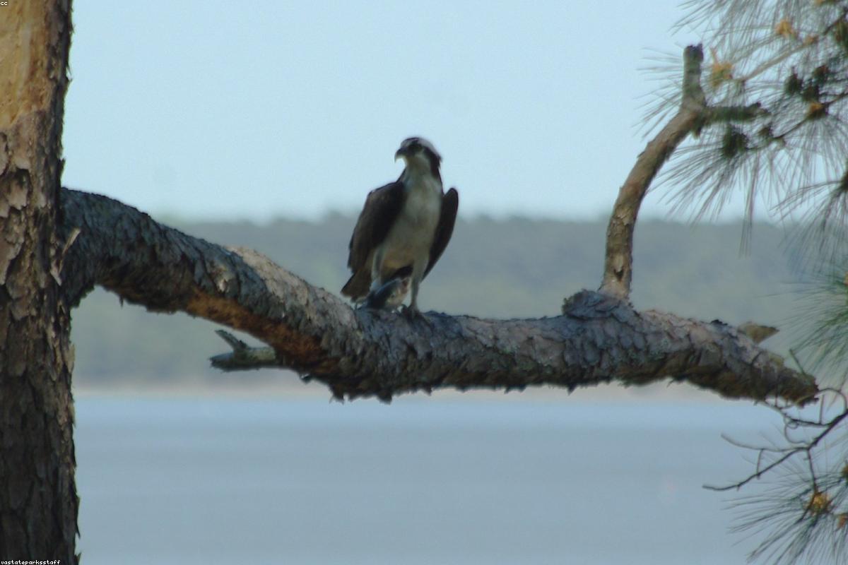 Adult Osprey at close range