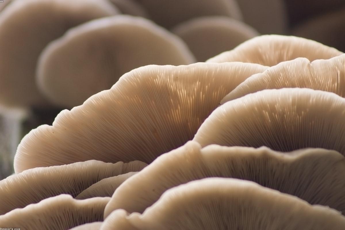 Oyster Mushroom