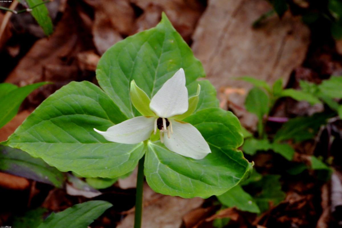 Pacific Trillium