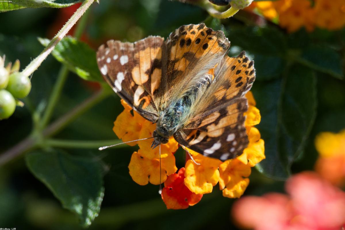 Painted Lady
