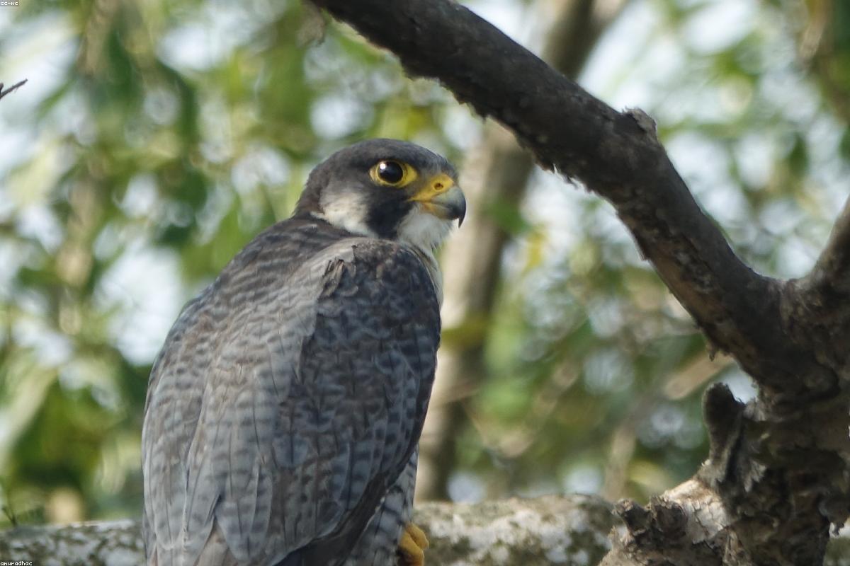 Peregrine Falcon