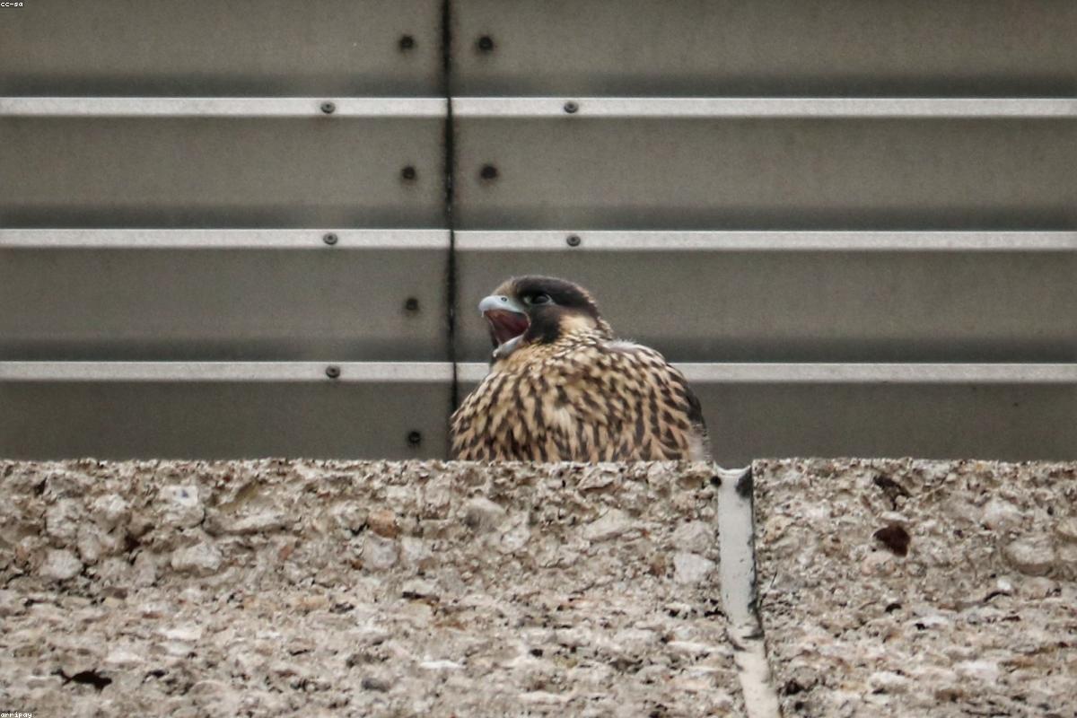 Peregrine Falcon perched in soft morning light