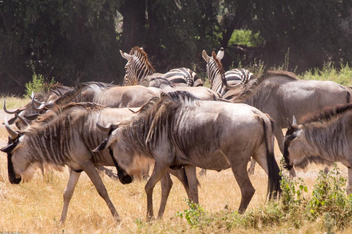 Plains Zebra