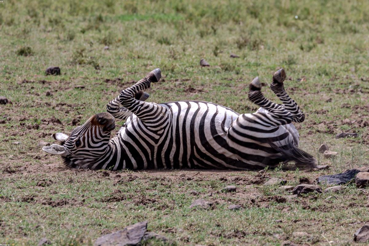 Plains Zebra crossing an open meadow