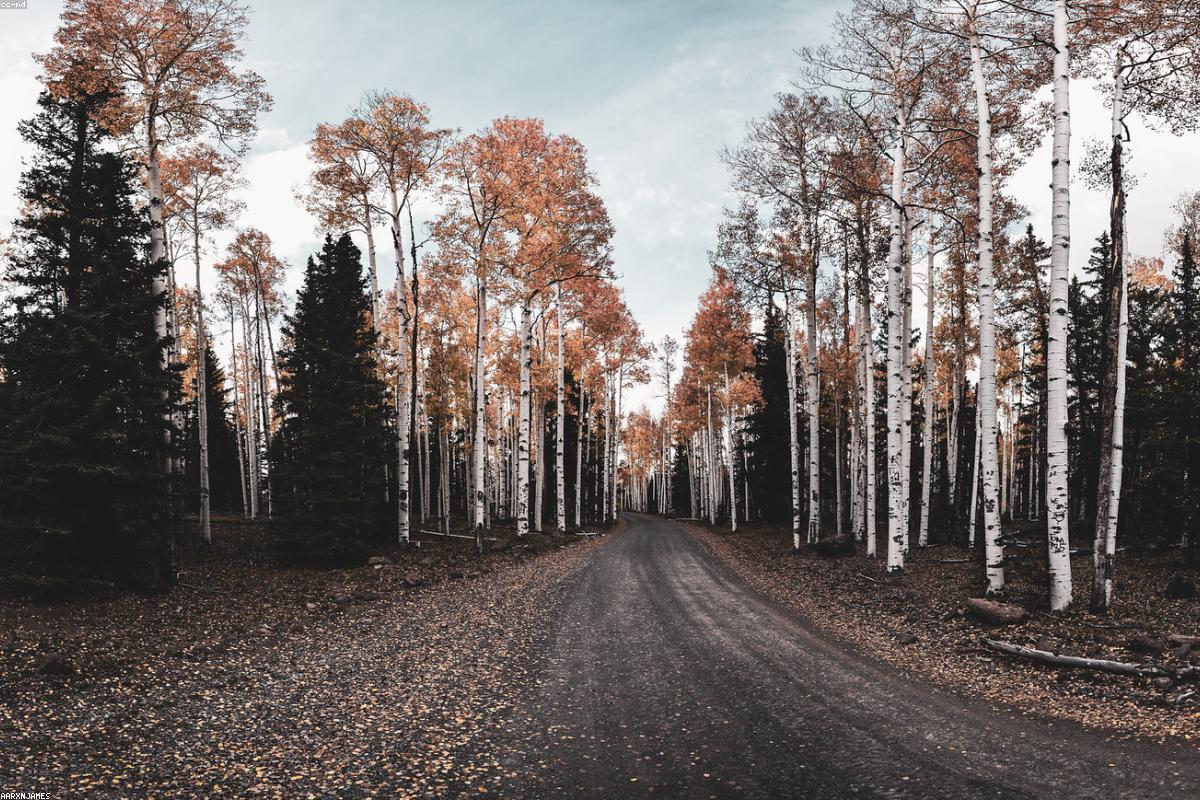Quaking Aspen